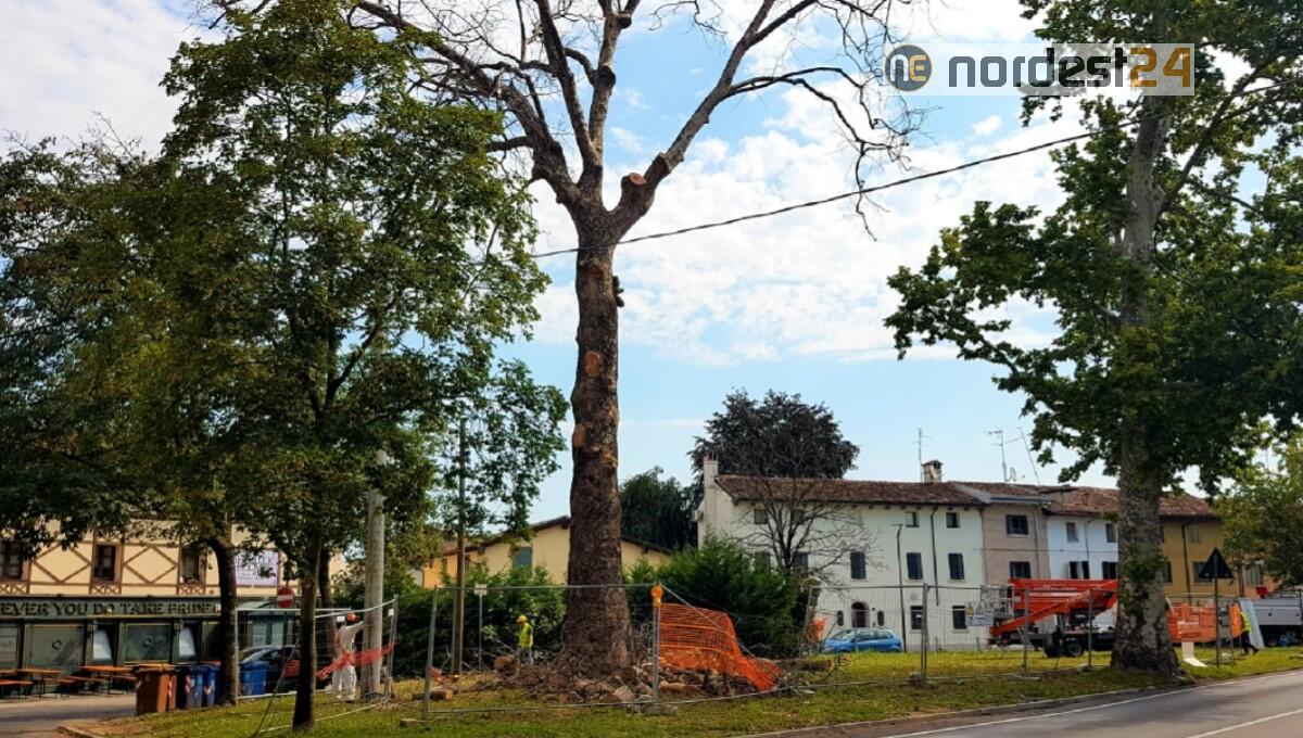 San Vito, addio al grande platano di viale del Mattino colpito dal “cancro colorato” - 