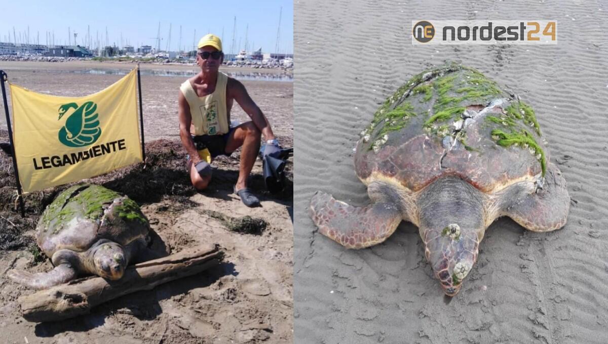 Lignano. Tartaruga uccisa dall'elica di una barca: ritrovata in spiaggia - 