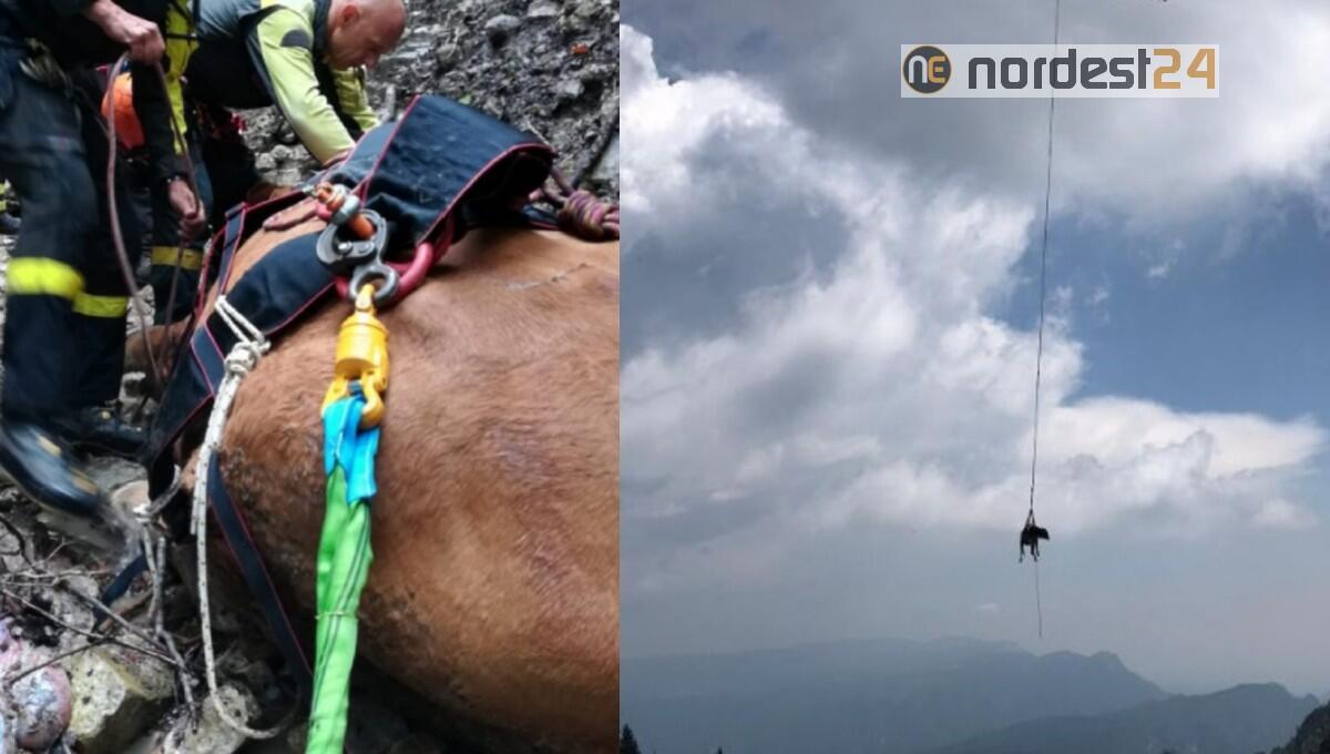 Paularo. Mucca nel dirupo a 1500 metri: salvata con l'elicottero - 