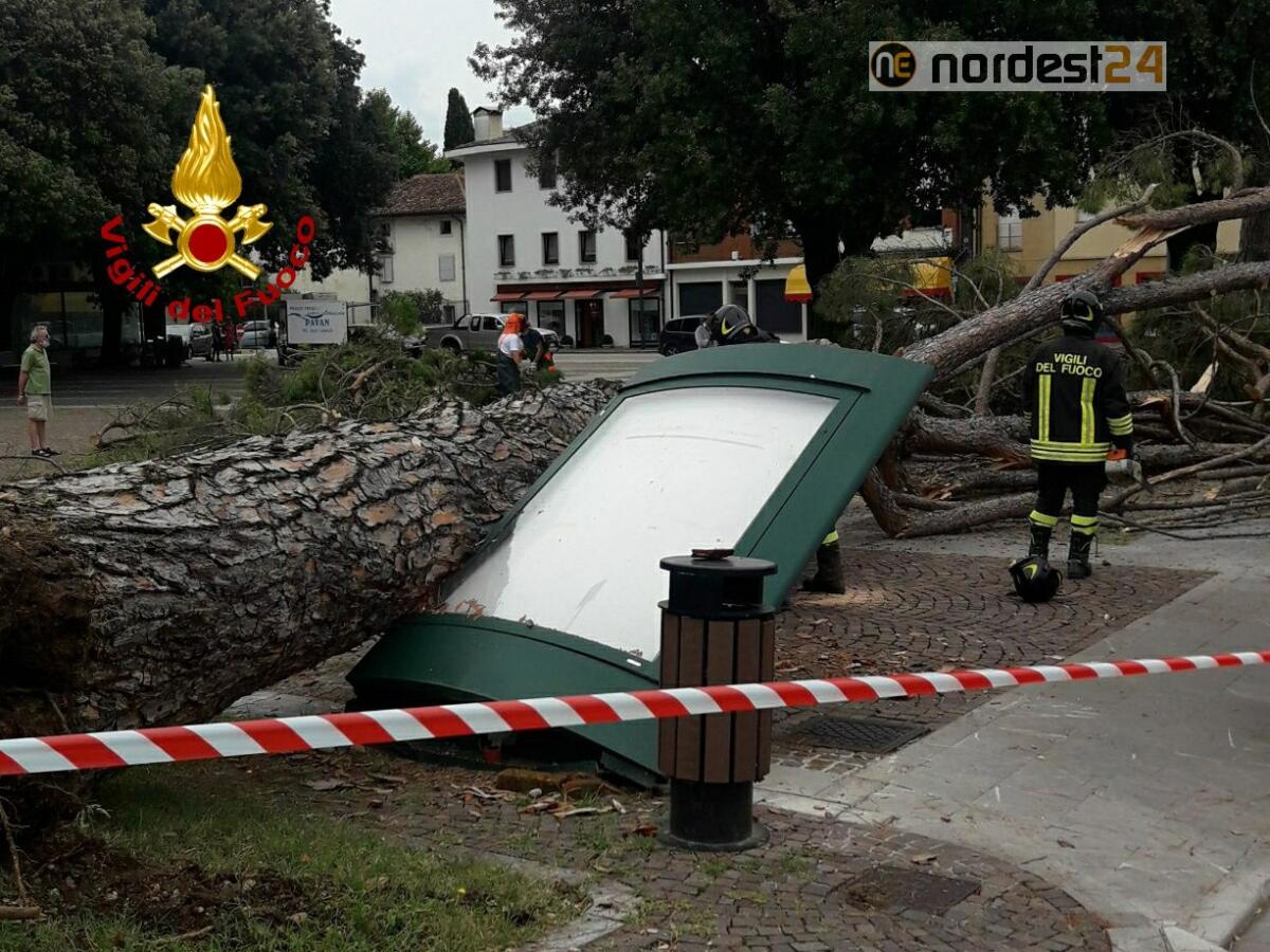 Manzano. Grosso albero cade nella Piazza: nessun ferito - 