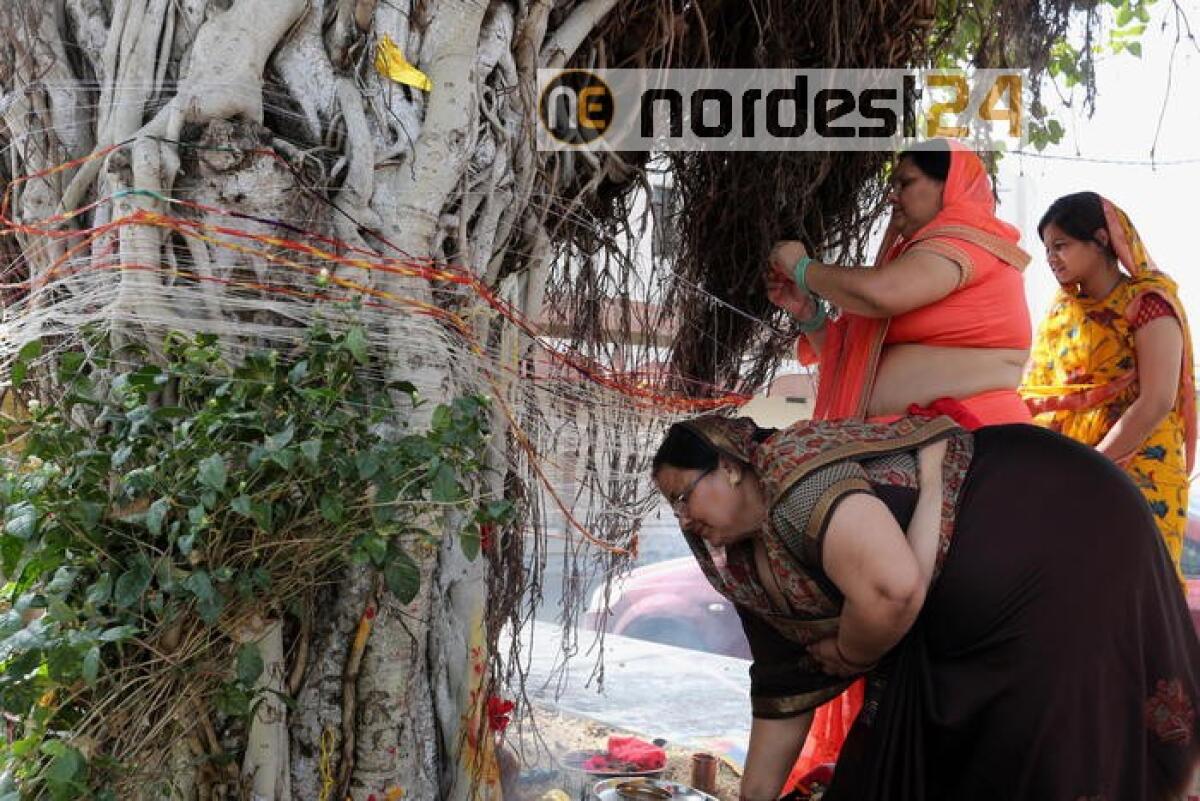 India: in salvo albero gigantesco, vecchio di 400 anni - 