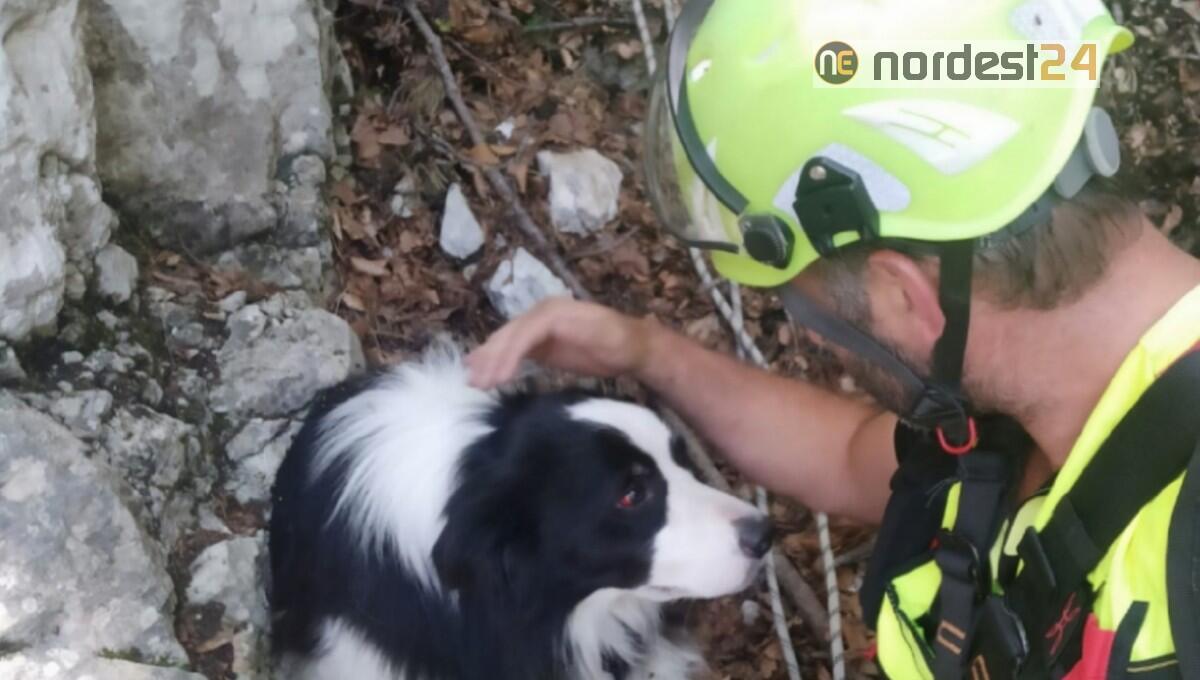 Sauris. Cade nella forra per 100 metri: cane salvato dai pompieri - 