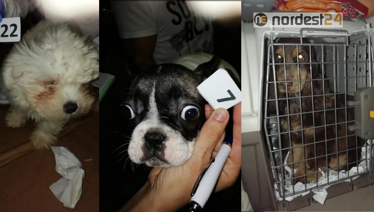 Cani di razza, traffico dall'Ungheria: 27 cuccioli sequestrati - 