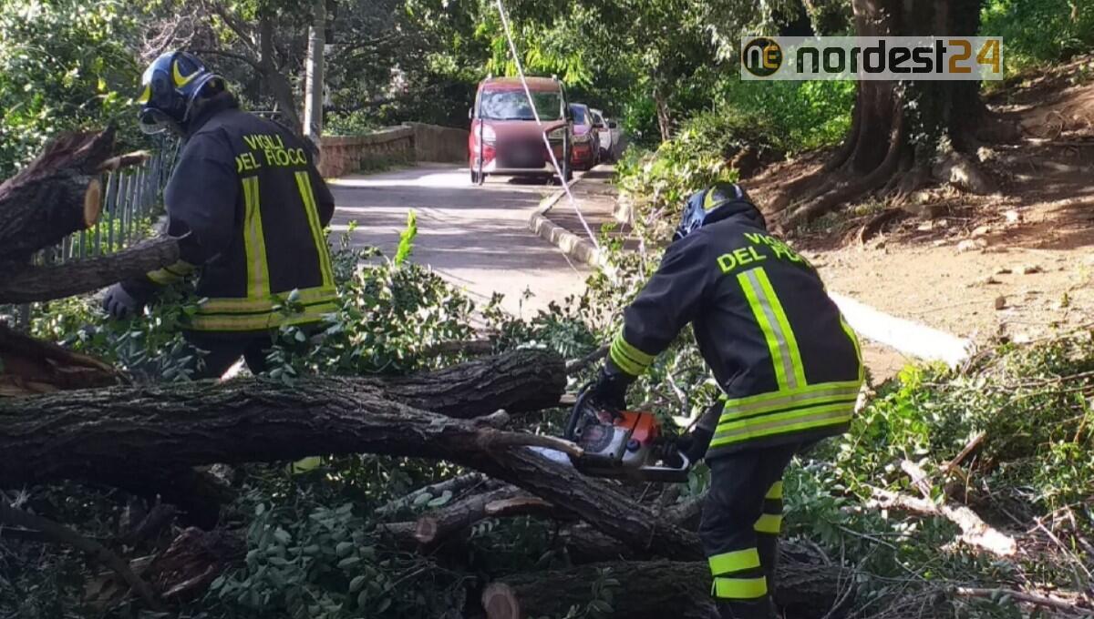 Trieste, maltempo: albero si abbatte sui cavi elettrici - 