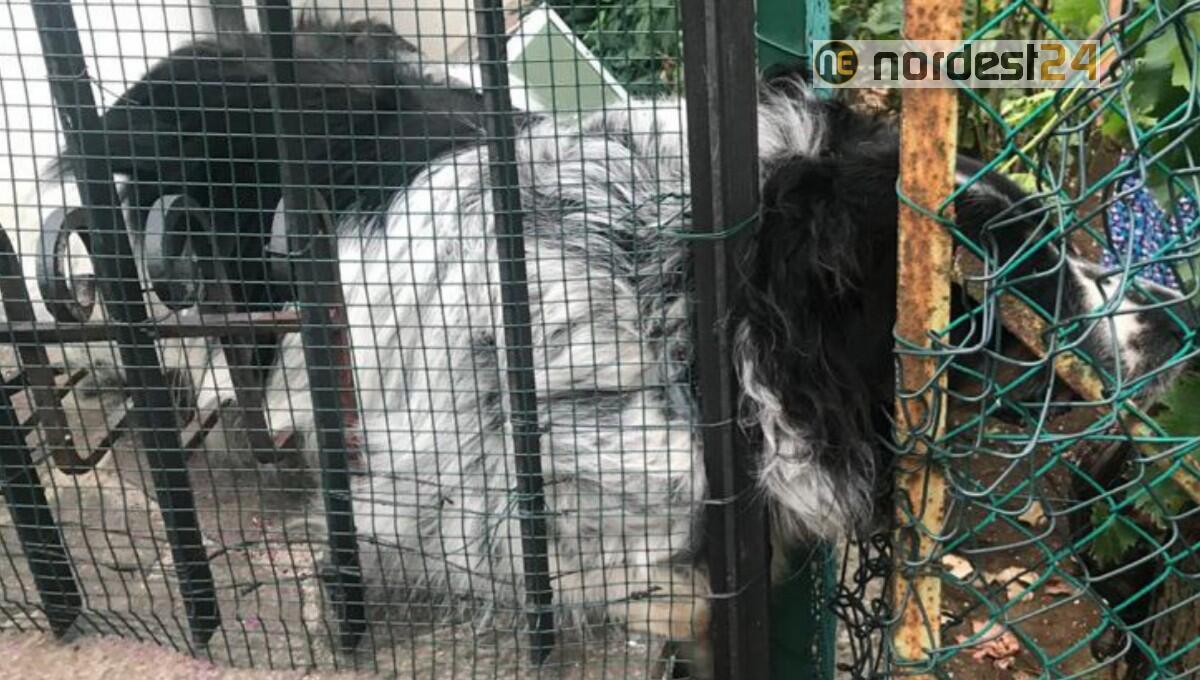 Incastrato con la testa nella recinzione: cane salvato dai pompieri - 