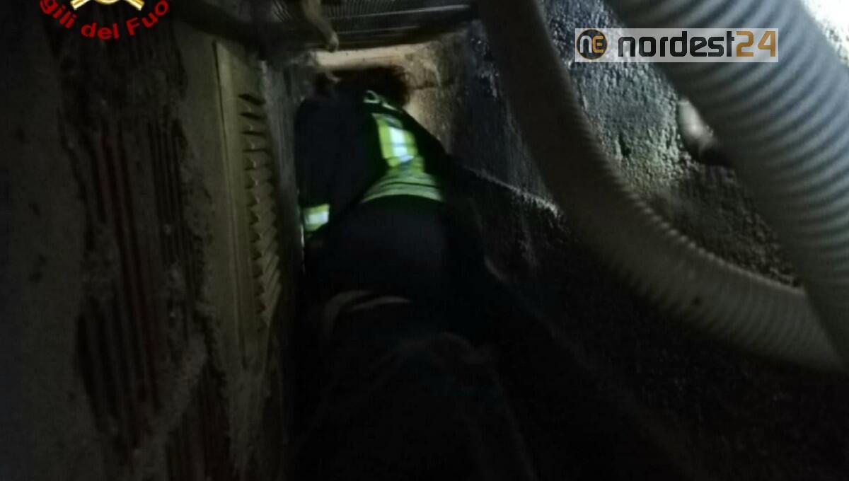 Pastore tedesco incastrato in un cunicolo: salvato dai pompieri - 