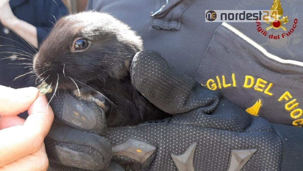 Coniglio nano si rifugia nei fitti arbusti: lo recuperano i pompieri - 