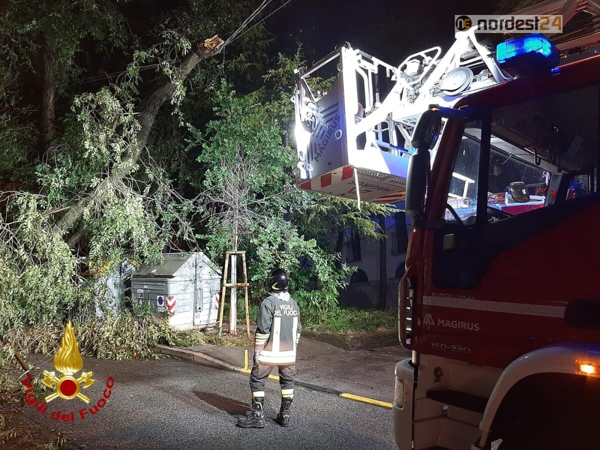 Ancora maltempo a Trieste: danni d'acqua e alberi a terra - 