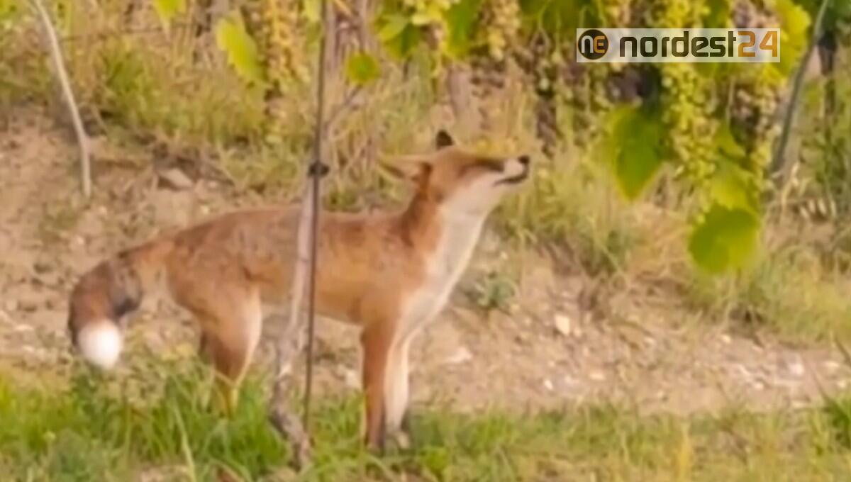 Cormons. Al Castello di Spessa la volpe raggiunge l'uva - 