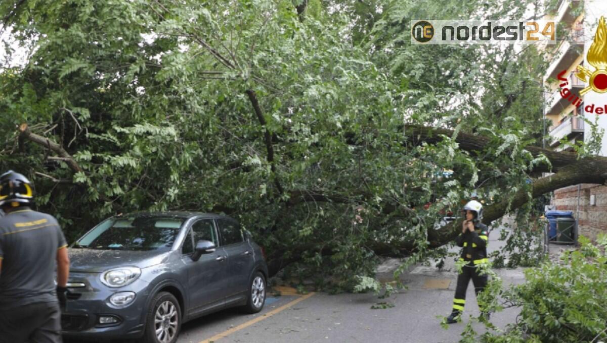 Albero d'alto fusto cade in un parco: nessun ferito - 
