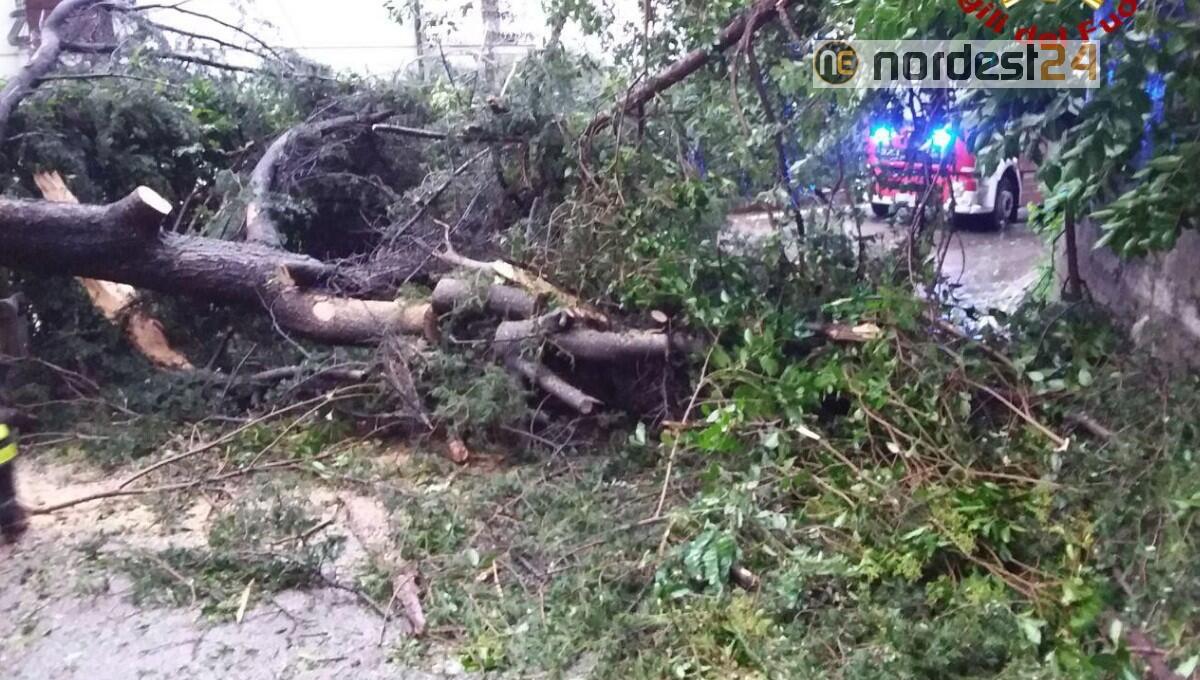 Maltempo sulla Marca, piogge intense e vento forte: alberi sradicati - 