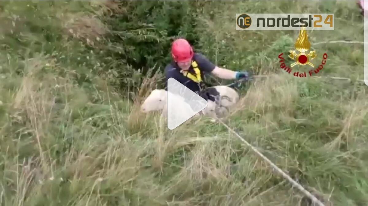 Pecora cade in una profonda voragine: salvata dai Vigili del Fuoco - 
