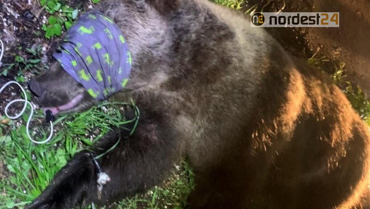 Carabiniere 24enne aggredito da un orso ad Andalo: catturato l'animale - 