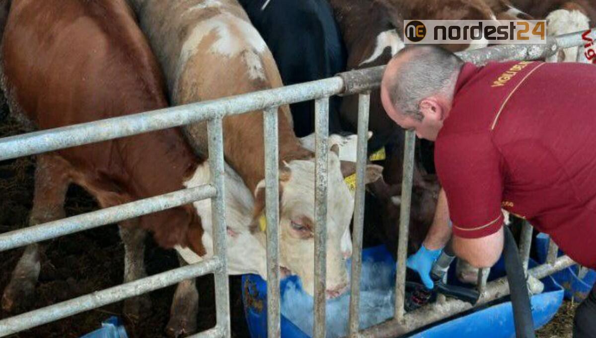 Prata di Pordenone. Si abbassa il livello della falda: azienda agricola senz'acqua - 