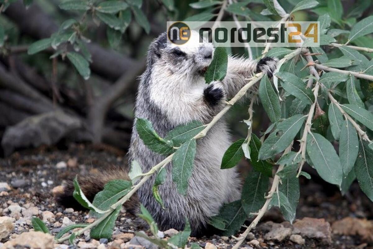 Cina: muore di peste bubbonica, villaggio in lockdown - 