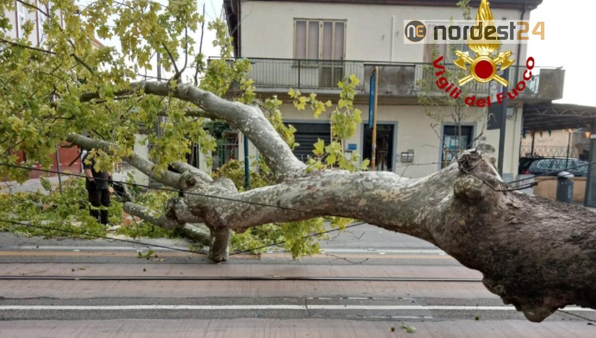 Maltempo tra Fvg e Veneto: alberi a terra, allagamenti ed intonaci pericolanti - 