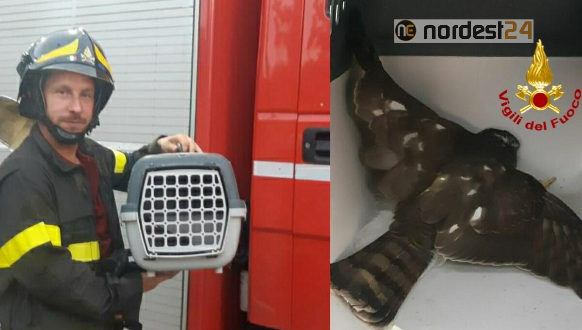Codroipo. Falchetto ferito: lo salvano i Vigili del Fuoco - 