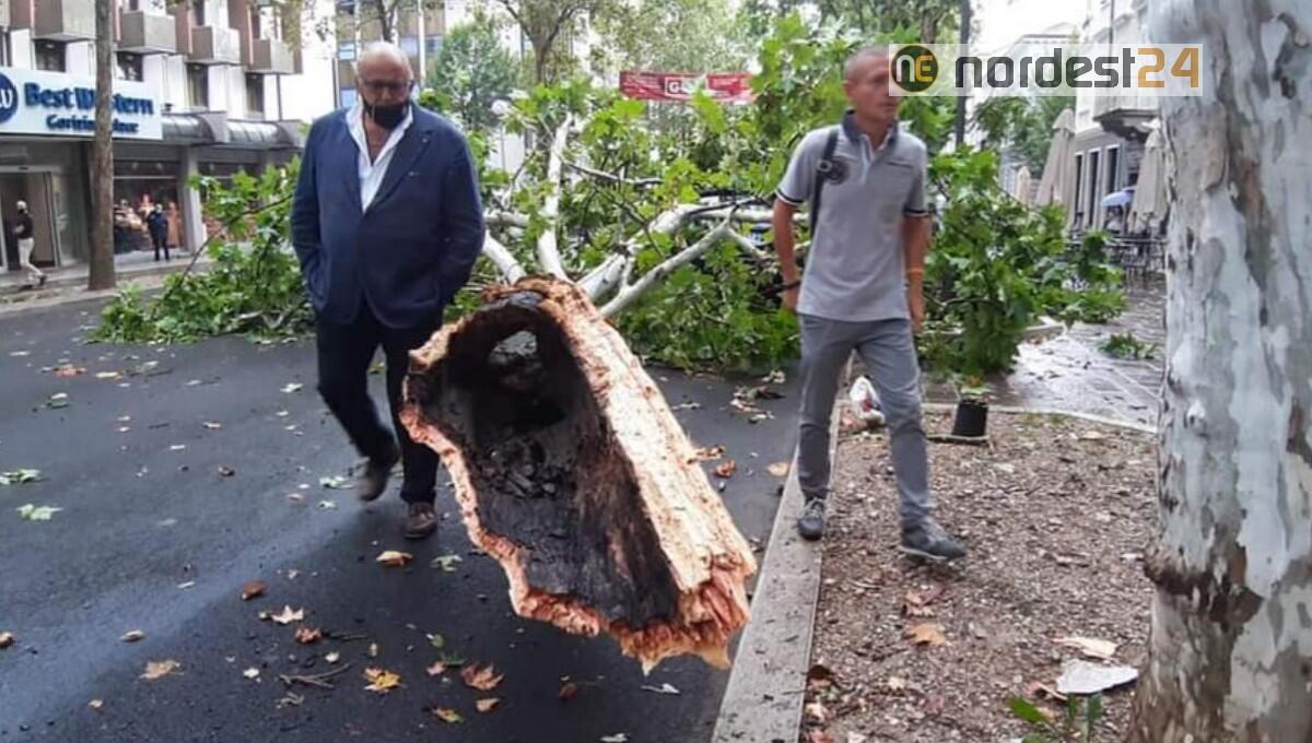 Il maltempo flagella Gorizia: alberi caduti e danni ingenti - 