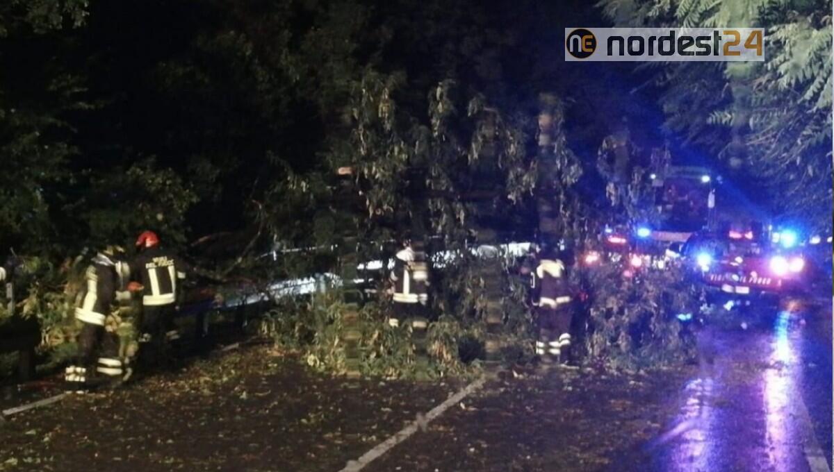 Maltempo in Fvg: piogge, frane, fulmini, allagamenti e alberi a terra - 