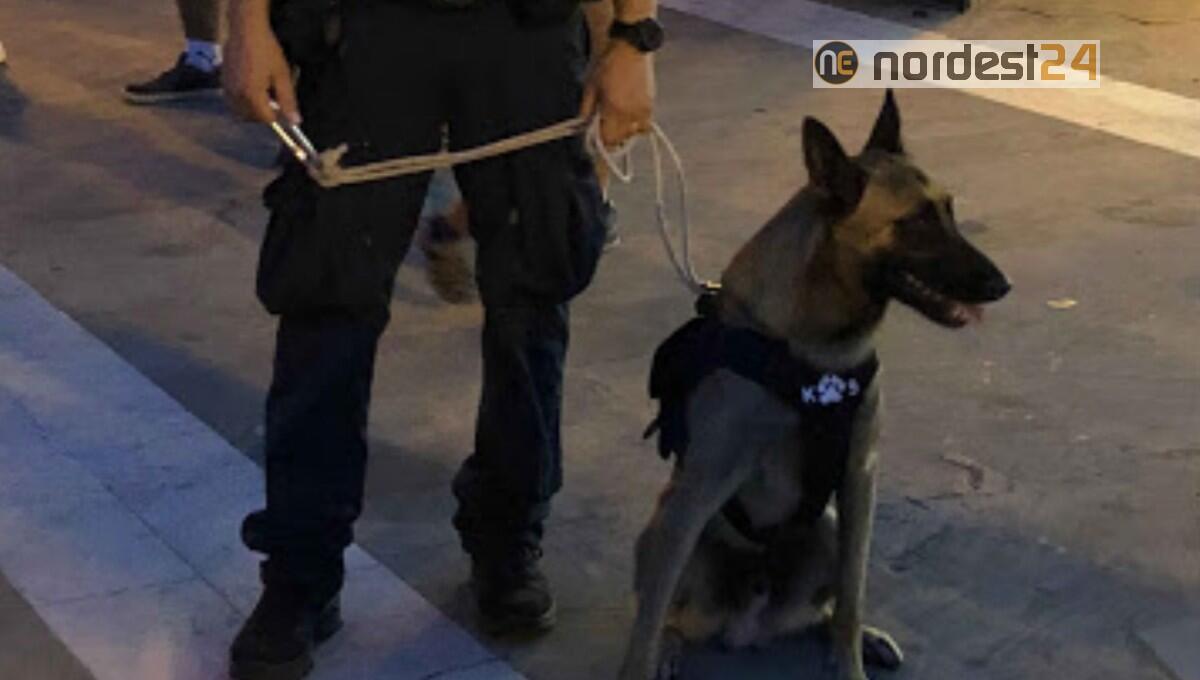 Bibione. Il cane della Polizia locale fiuta marijuana e hashish: fermati - 