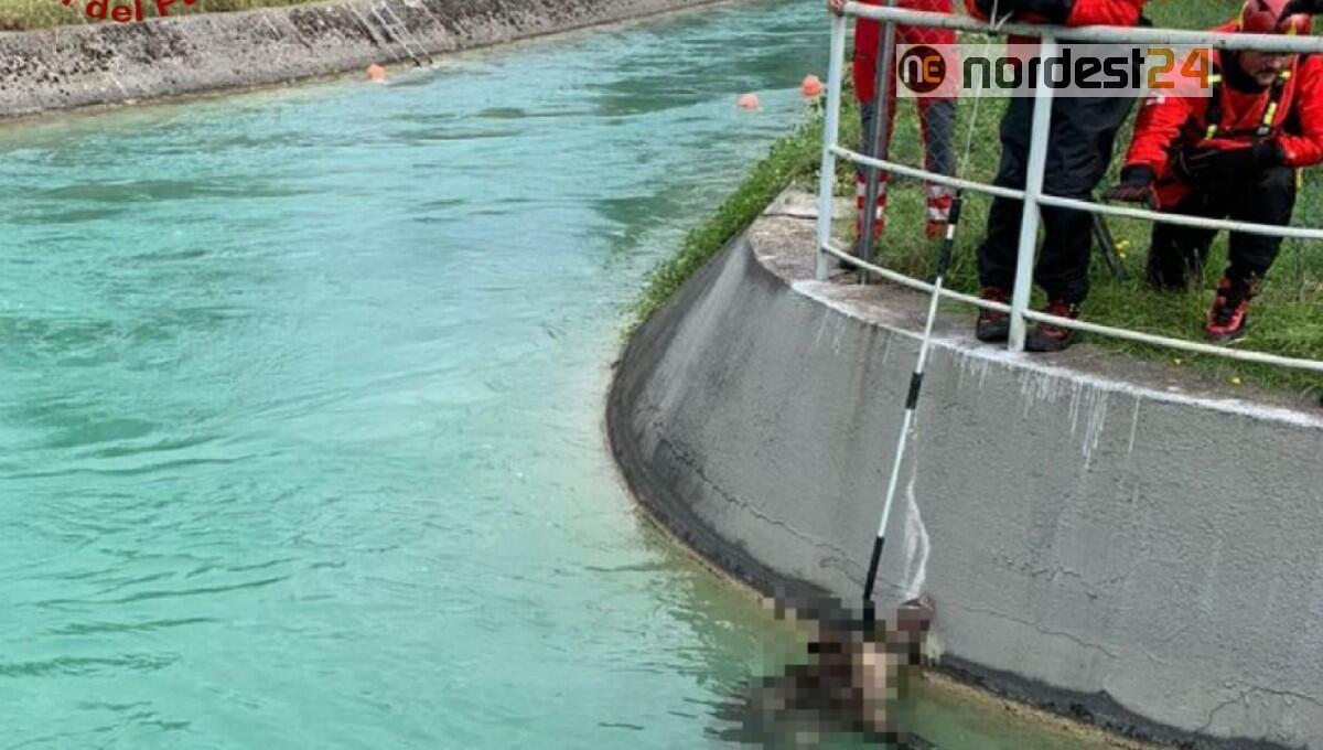 San Quirino. Cinghiale salvato dall'annegamento nella Centrale idroelettrica - 
