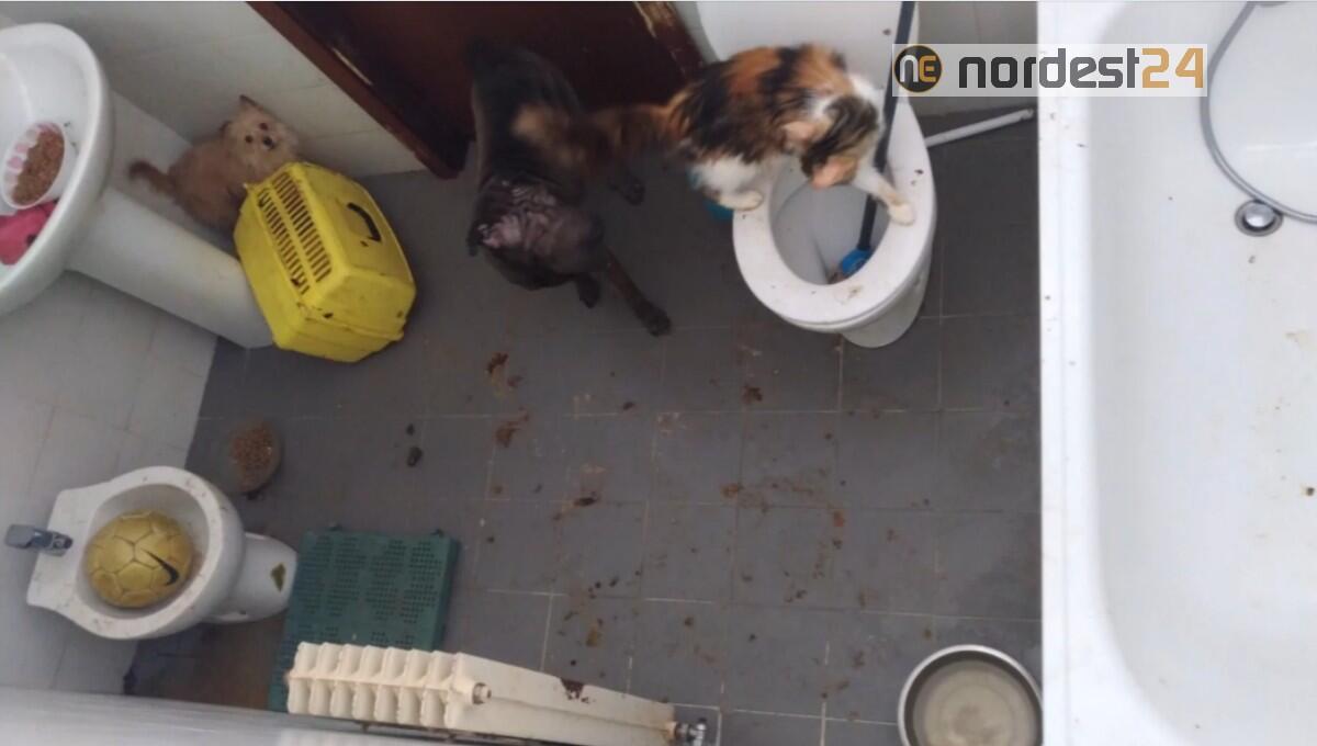 Udine. Chiusi in un bagno tra feci e urine: liberati tre animali - 
