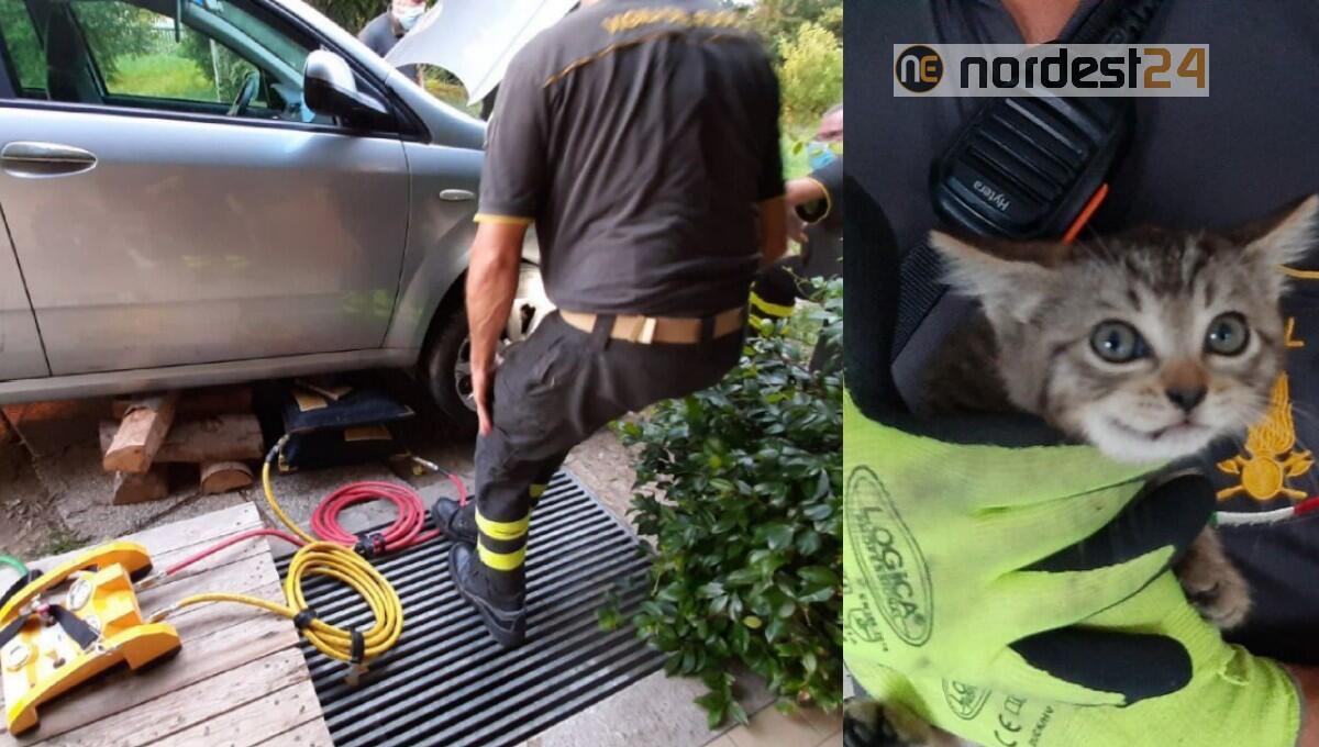 Gattino si infila nel vano motore di un'auto: salvato dai pompieri - 