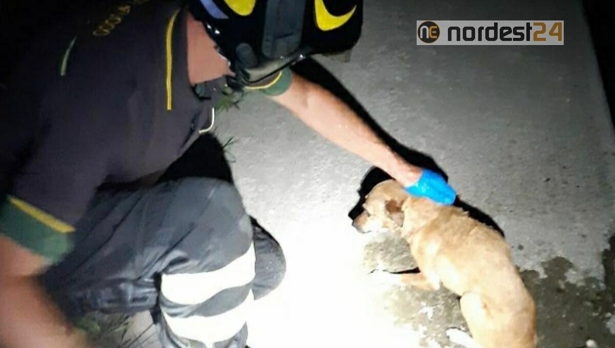 Latisana. Cade dal ponte per 15 metri: cane strappato alla morte dai pompieri - 