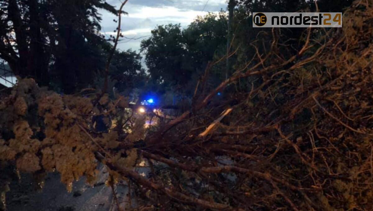 Il maltempo flagella Muggia: alberi a terra e strade bloccate - 