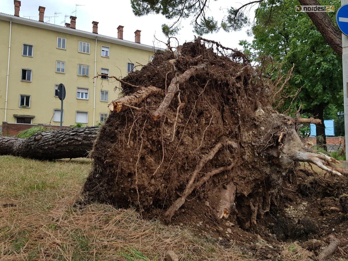 Maltempo nella notte in Veneto e Fvg: alberi abbattuti e rami a terra - 