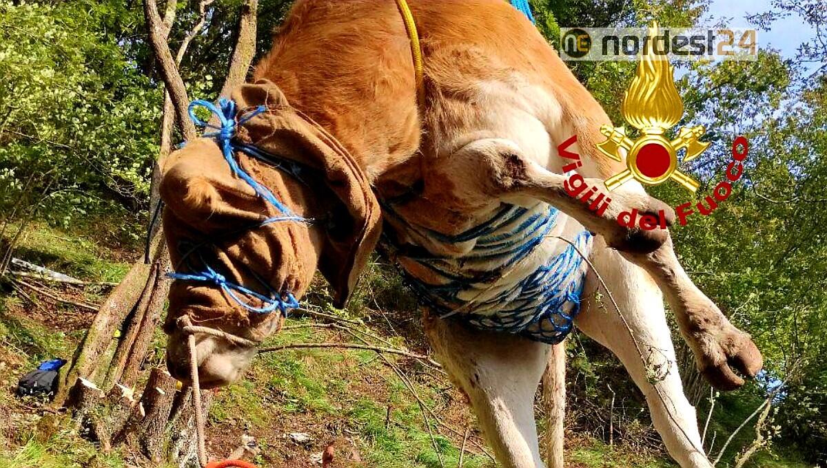 Mucca gravida finisce nel dirupo:  salvata dai pompieri - 