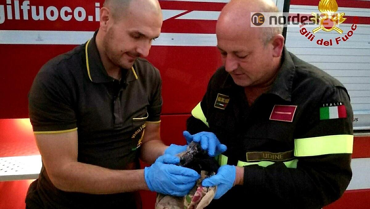 Chiusi in sacchetti e buttati nella spazzatura: salvati 3 gattini - 