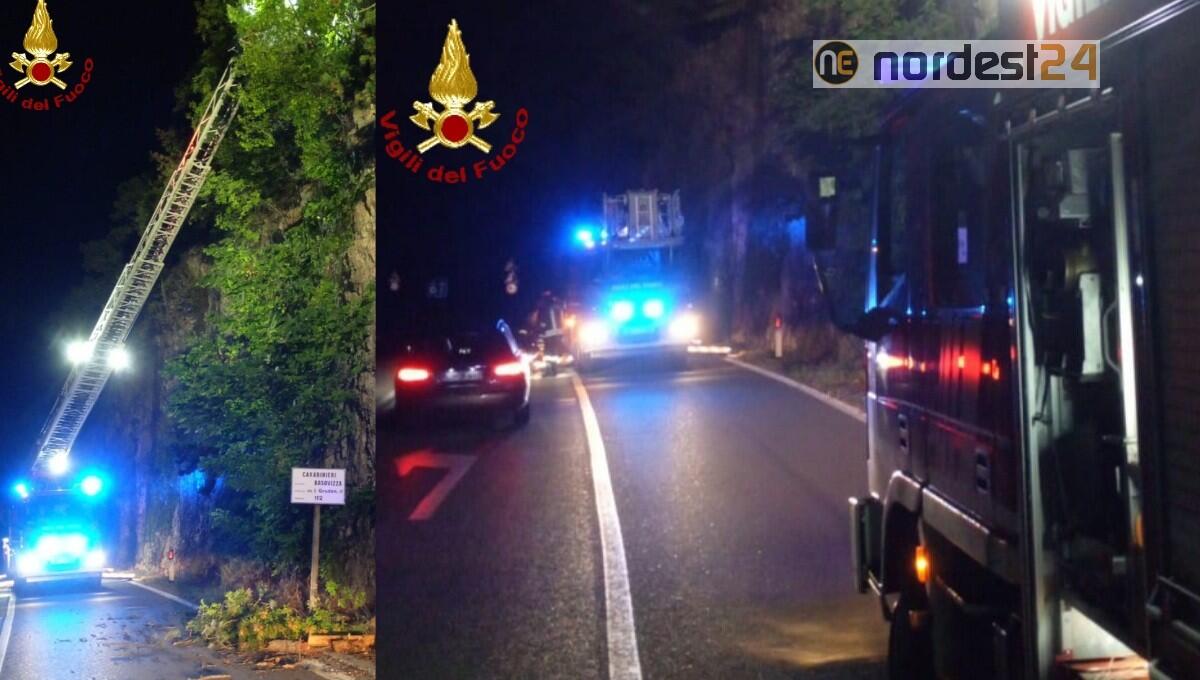 Trieste. Pino pericolante minaccia la viabilità: intervento dei vigili del fuoco - 