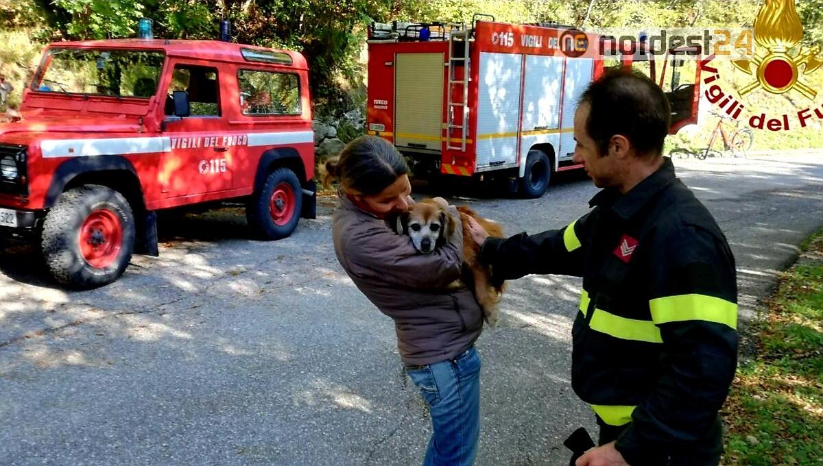 Cagnolina dispersa da giorni: salvata dai pompieri di Spilimbergo - 