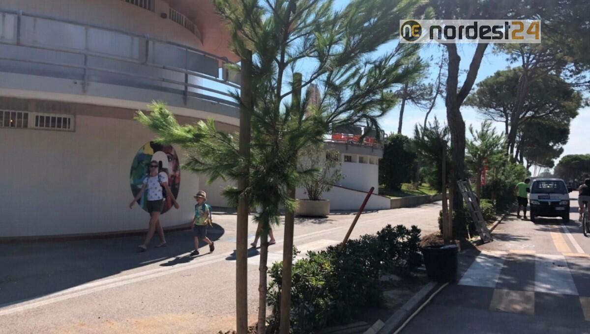A Lignano Pineta piantumati i pini sul lungomare Kechler - 
