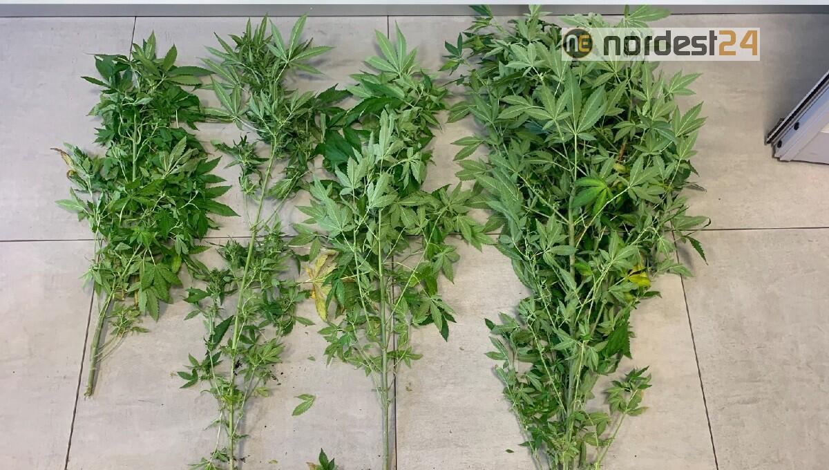 65enne scoperto a coltivare marijuana nel terrazzo di casa - 