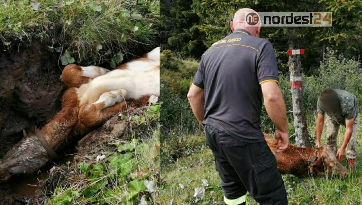 Torello scivola in un fossato e rimane bloccato:  salvato dai pompieri - 