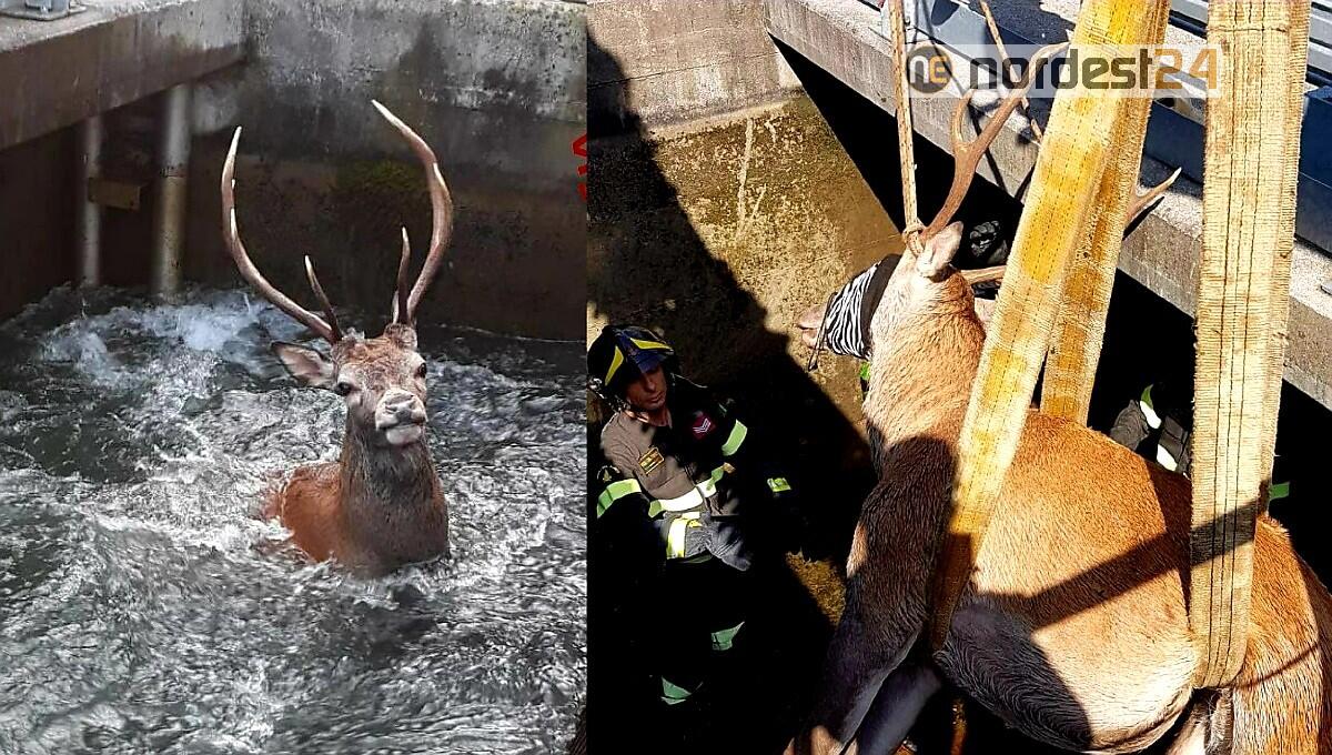 Spilimbergo. Cervo intrappolato nello sgrigliatore: salvato dai pompieri - 