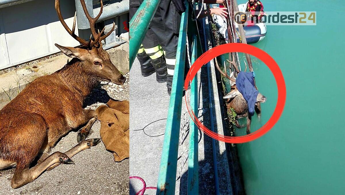 Cervo cade nella vasca della centrale idroelettrica:  salvato dai pompieri - 