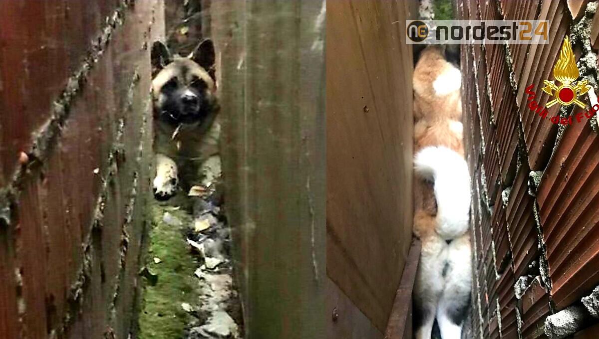Bloccato tra 2 muri in pochi centimetri: Akita Inu liberato dai pompieri - 