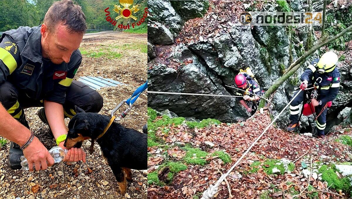 Cagnolino cade in una voragine: salvato dai pompieri - 