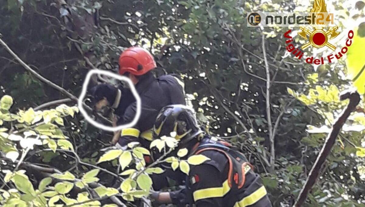 Bloccato a 15 metri su una pianta: meticcio recuperato dai vigili del fuoco - 