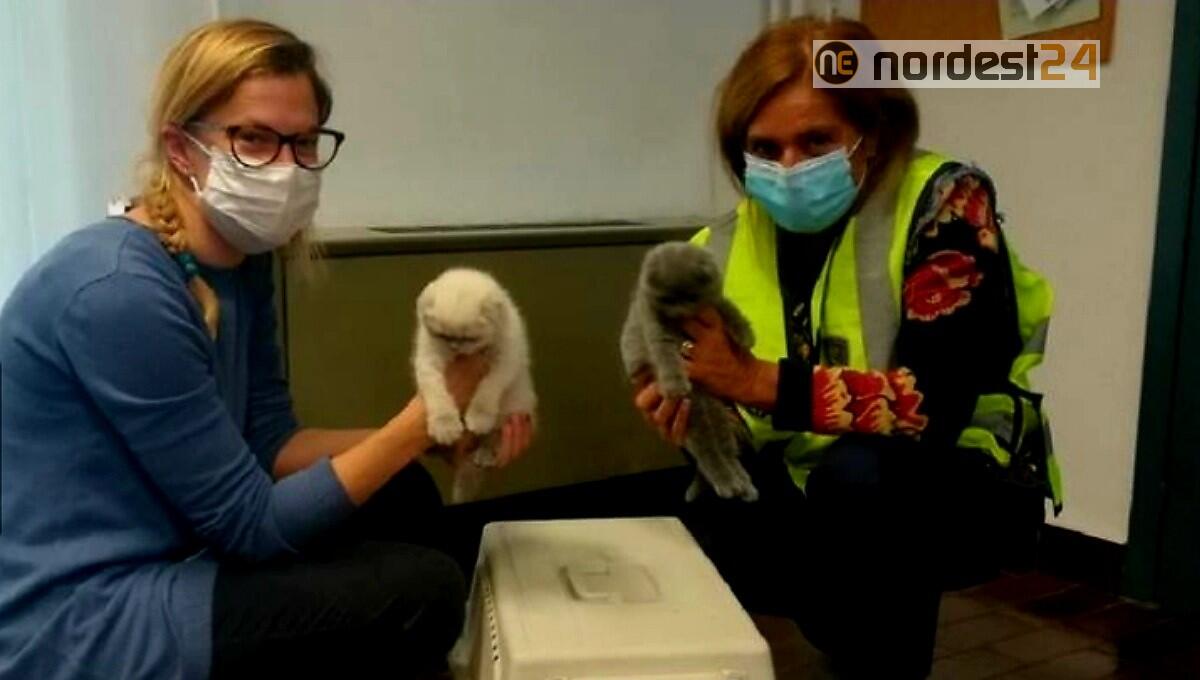 5 gattini di razza in un trasportino con età falsa: denunciati 2 ucraini - 