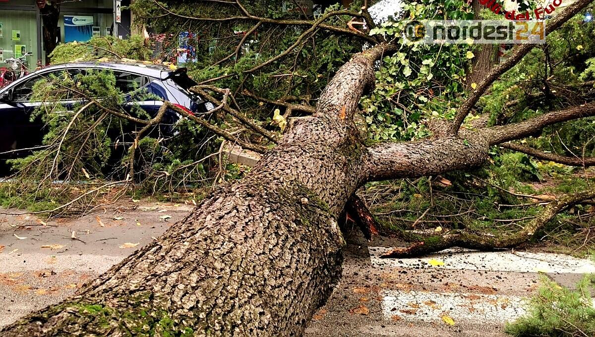 Mestre, cade un albero di alto fusto e travolge un'auto: nessun ferito - 