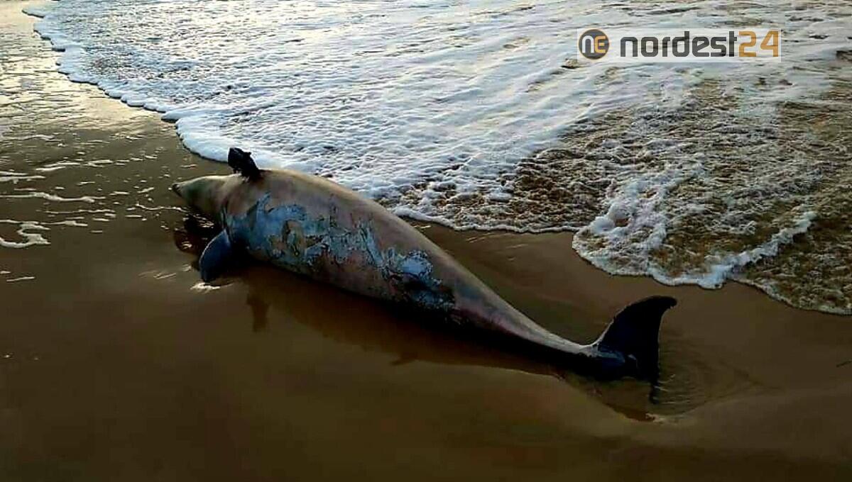 A Bibione rinvenuto sulla spiaggia un delfino - 