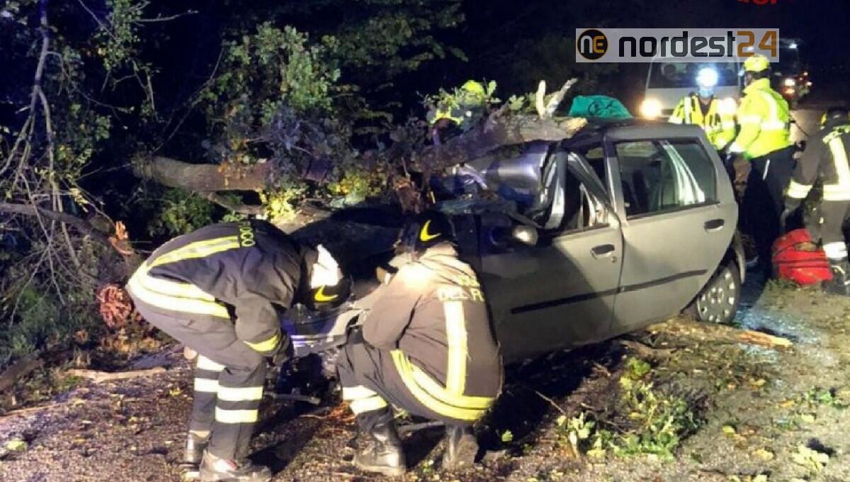 Sequals. Cade un albero e travolge l'auto in transito: grave 18enne - 