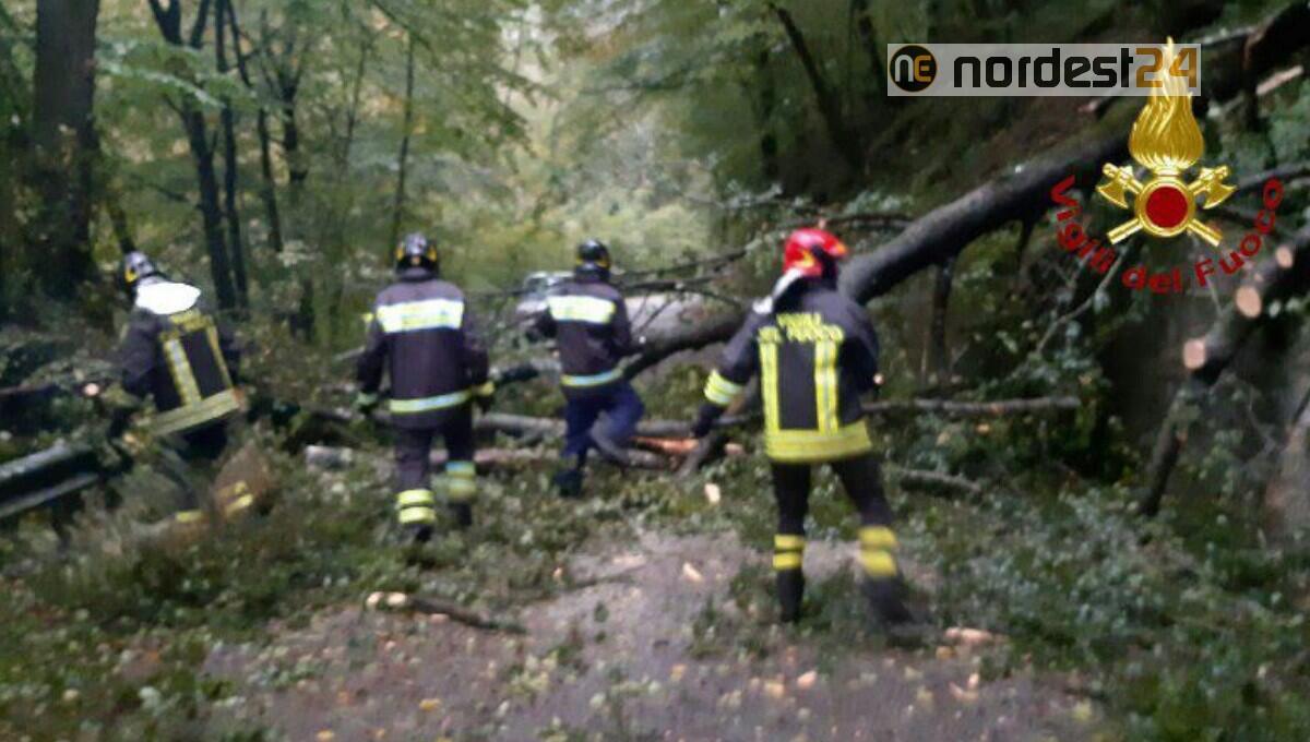 Fvg, maltempo: albero caduto blocca la viabilità e chiesetta scoperchiata - 
