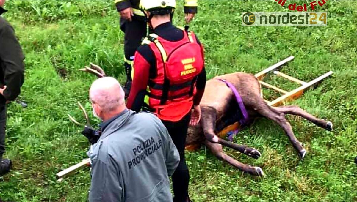 Cervo rischia di annegare e un bassotto finisce nel burrone: salvati dai pompieri - 