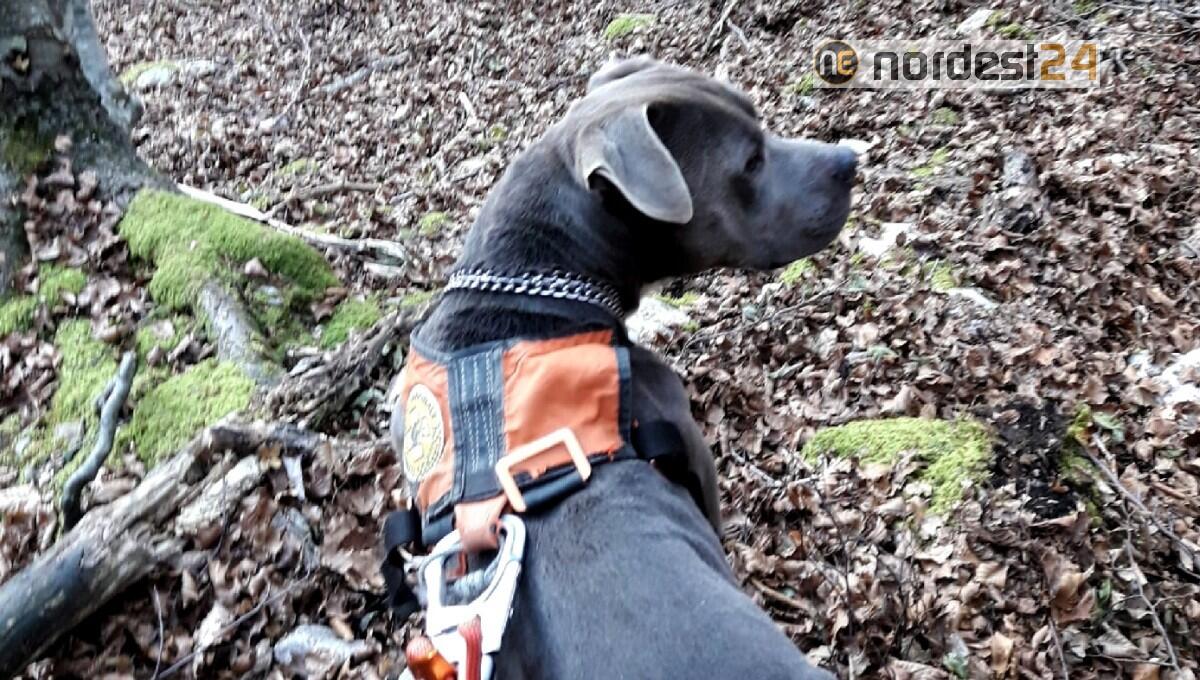 Recuperato il pitbull "Pasticcio" disperso tra i boschi - 
