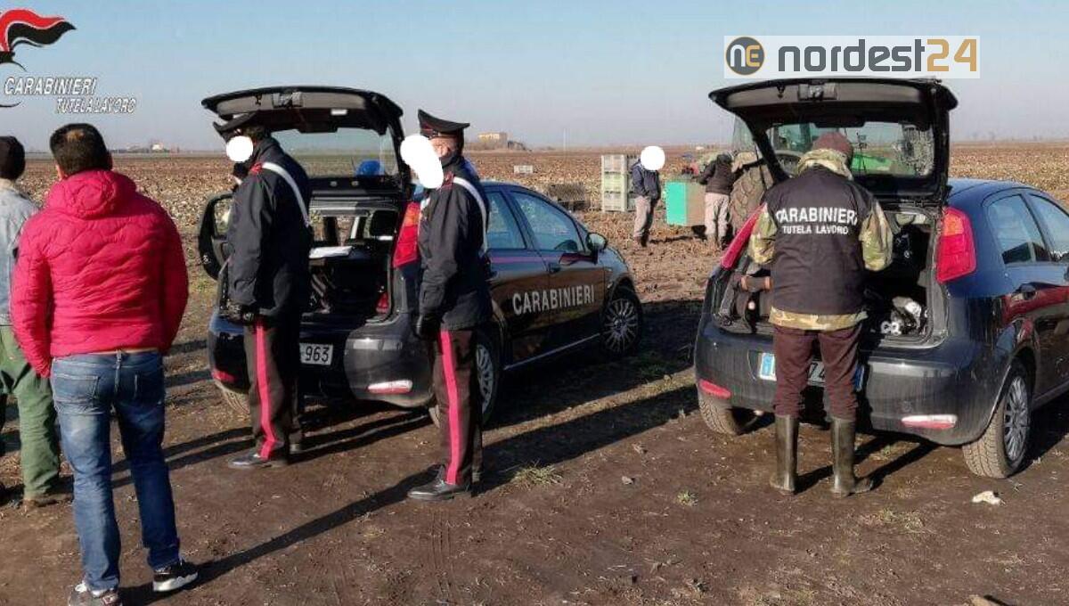 Sei lavoratori senegalesi su 11 in nero: denunciato imprenditore agricolo - 